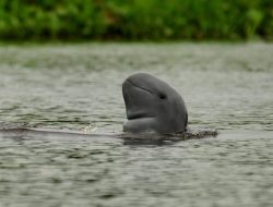 Pertamina Lestarikan Pesut Mahakam Melalui Program Konservasi Endemik Guna Mewujudkan SDGs