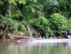 Rocky dan Dora Dilepasliarkan