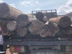Polisi Tangkap Lima Orang Penyelundup Kayu
