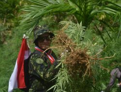 LADANG GANJA DI ACEH UTARA DIMUSNAHKAN BNN RI MENJELANG HARI KEMERDEKAAN REPUBLIK INDONESIA