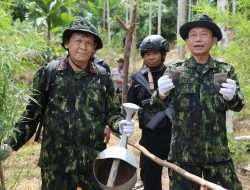BNN RI KEMBALI MELAKUKAN PEMUSNAHAN LAHAN GANJA DI PROVINSI ACEH