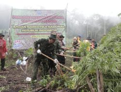 PEMUSNAHAN LADANG GANJA SELUAS 1 HEKTAR PADA KETINGGIAN 1.300 MDPL DILAKUKAN BNN RI