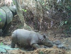 Seekor Individu Baru Anak Badak Jawa Terekam di TNUK