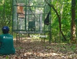 SM Isau Isau Kedatangan Penguni Baru