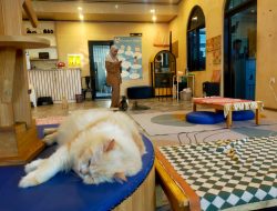Gemuyu Caffe & Cats Hadir Pertama di Cibinong Bogor, Rasakan Sensasi Nongkrong Bareng Kucing