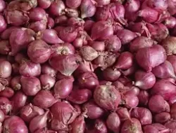 Harga Bawang Merah di Pasar Tradisional Bogor Ini, Alami Lonjakan Tinggi
