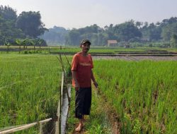 Petani Desa Caringin Bogor, Keluhkan Oknum Distributor Nakal yang Tak Bolehkan Pembelian Pupuk Bersubsidi