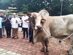 Ketua DPRD Rudy Susmanto Salurkan 48 Ekor Sapi Kurban dari Prabowo Bagi Masyarakat Babakan Madang