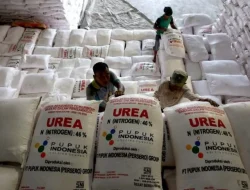 Akibat Ulah Distributor Nakal, Petani di Caringin Bogor Ini Kesulitan Peroleh Pupuk Bersubsidi